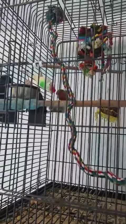 Lovebirds birds for sale: Lovebird and cage - Video 1