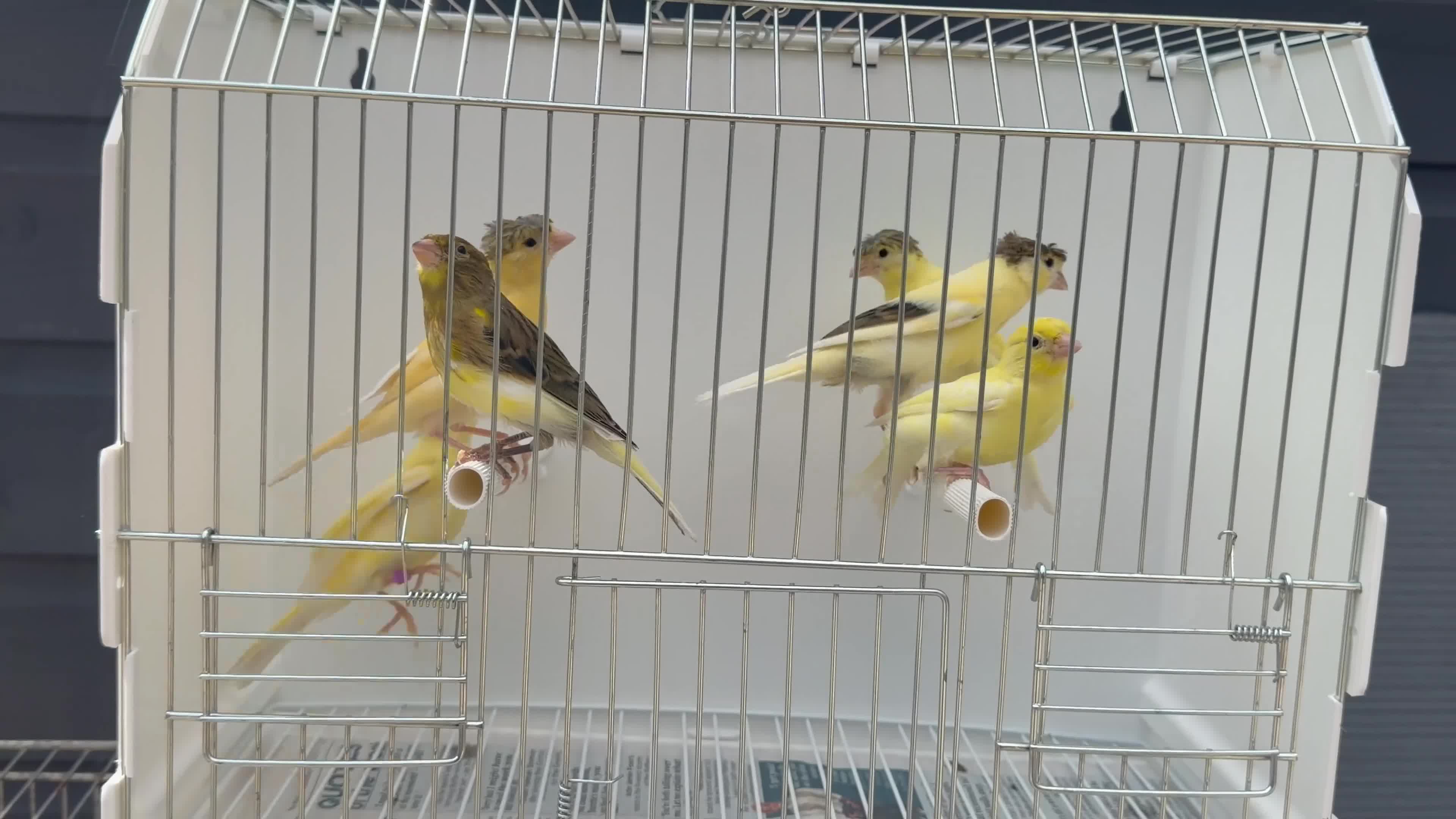 Canaries birds for sale: This year young harlequins canary’s  - Video 1