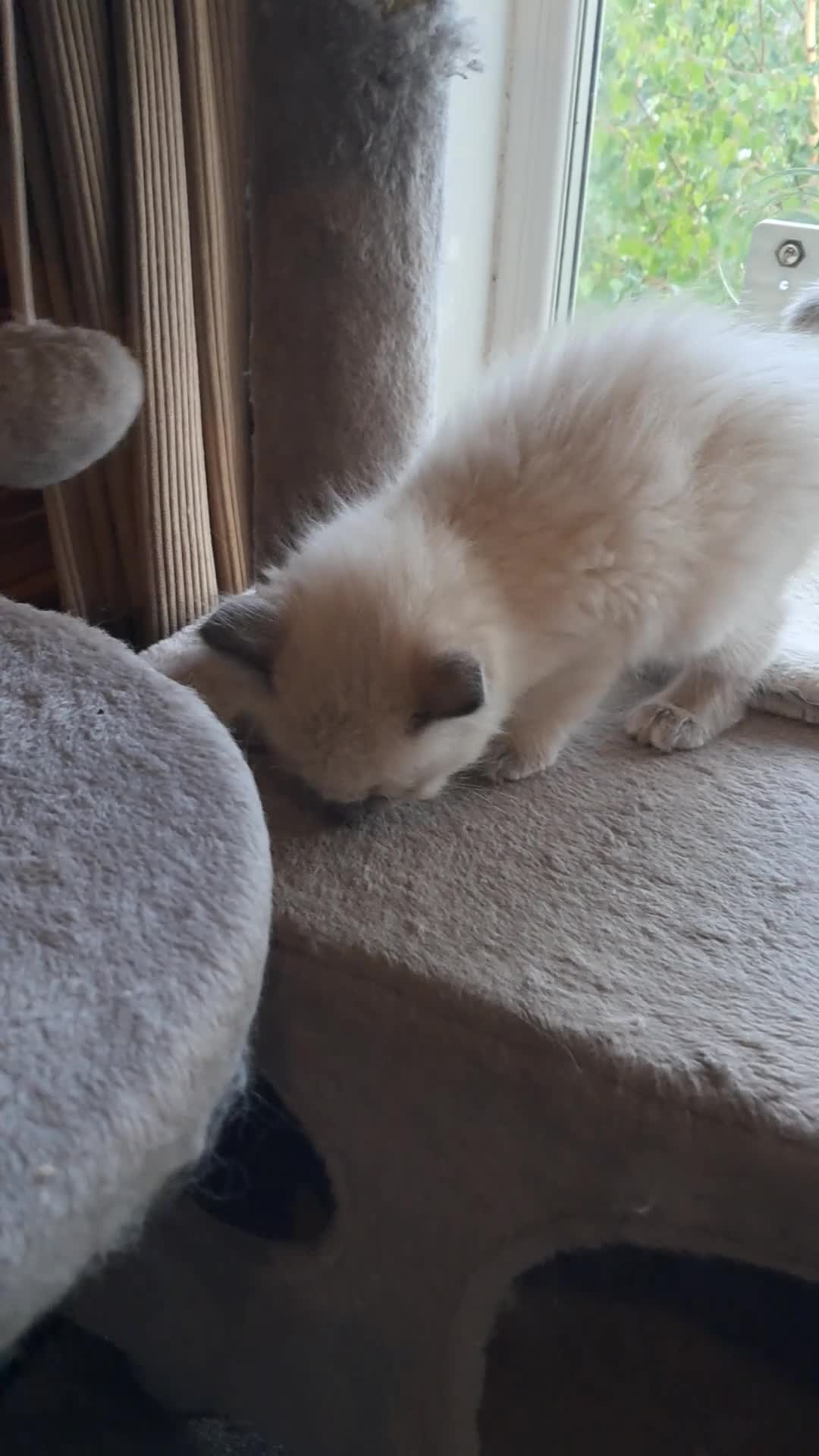 Ragdoll cats for sale: Pure bred beautiful Ragdoll kittens - Video 2