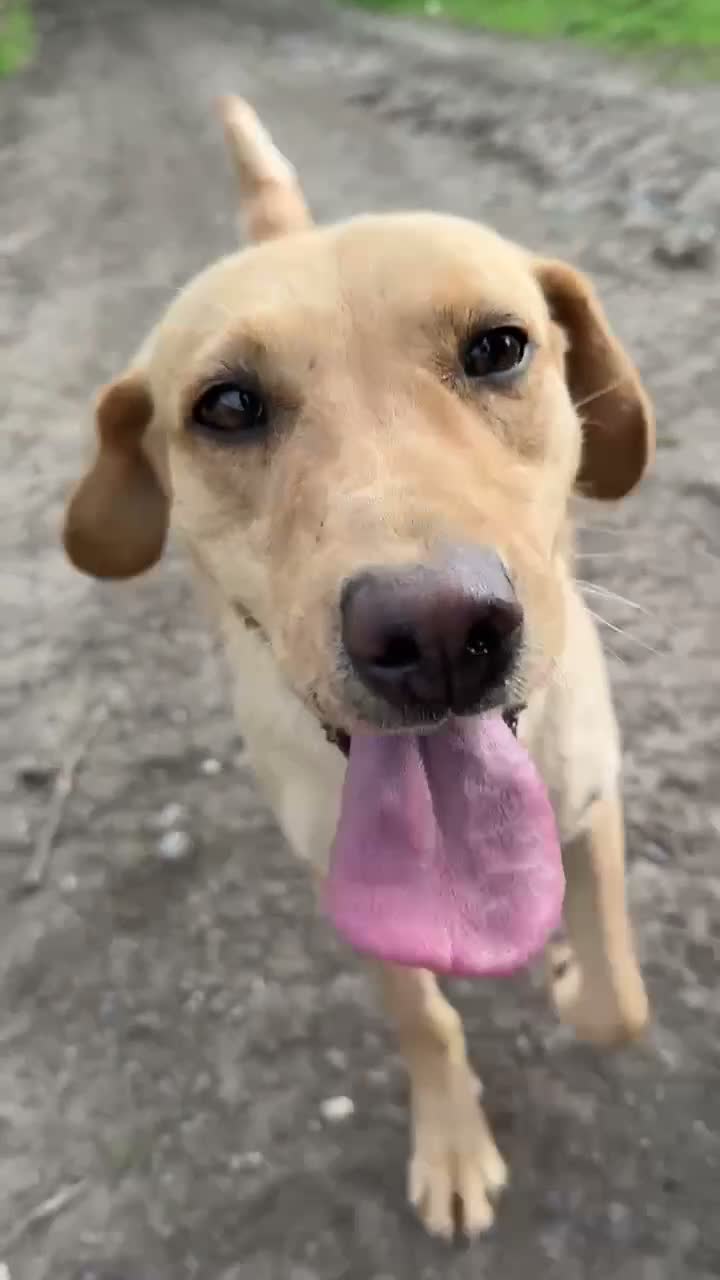 Labrador Retriever dogs for sale: Lovely KC reg, health tested yellow Labrador  - Video 1