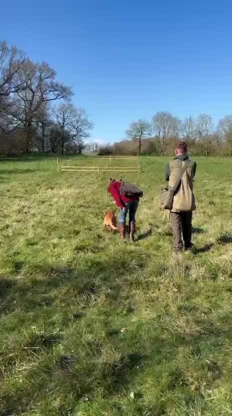 Labrador Retriever dogs for stud: Working Fox Red Labrador Retriever for stud   in Newark - Video 2