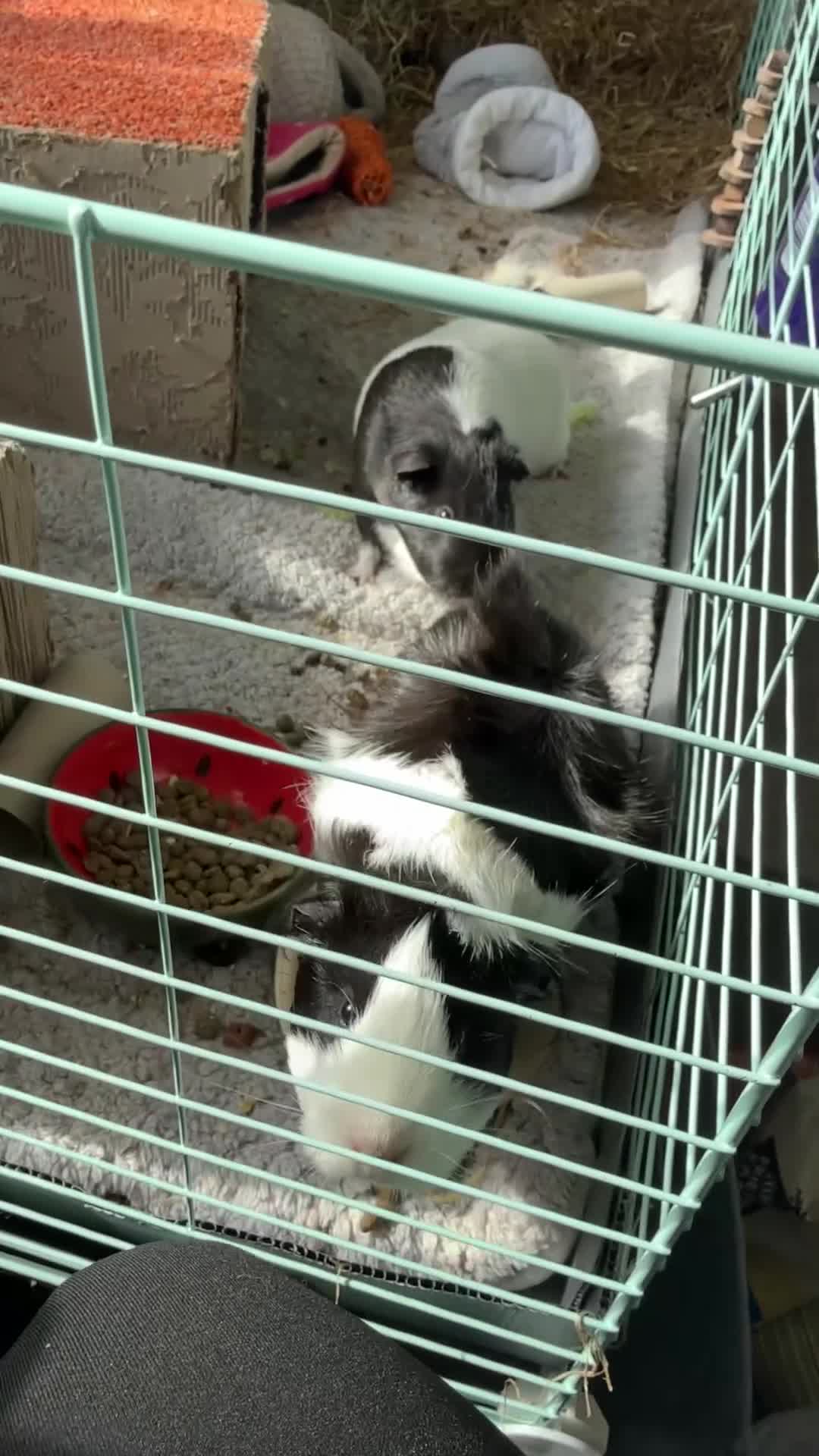 Guinea Pig rodents for sale: Three bonded female guinea pigs  in Stockport - Video 3