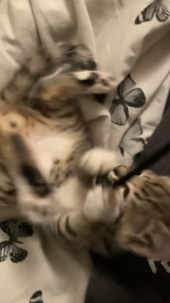 Mixed Breed cats for sale: BENGAL MIX KITTENS 4 SALE SOUTH LONDON - Video 1