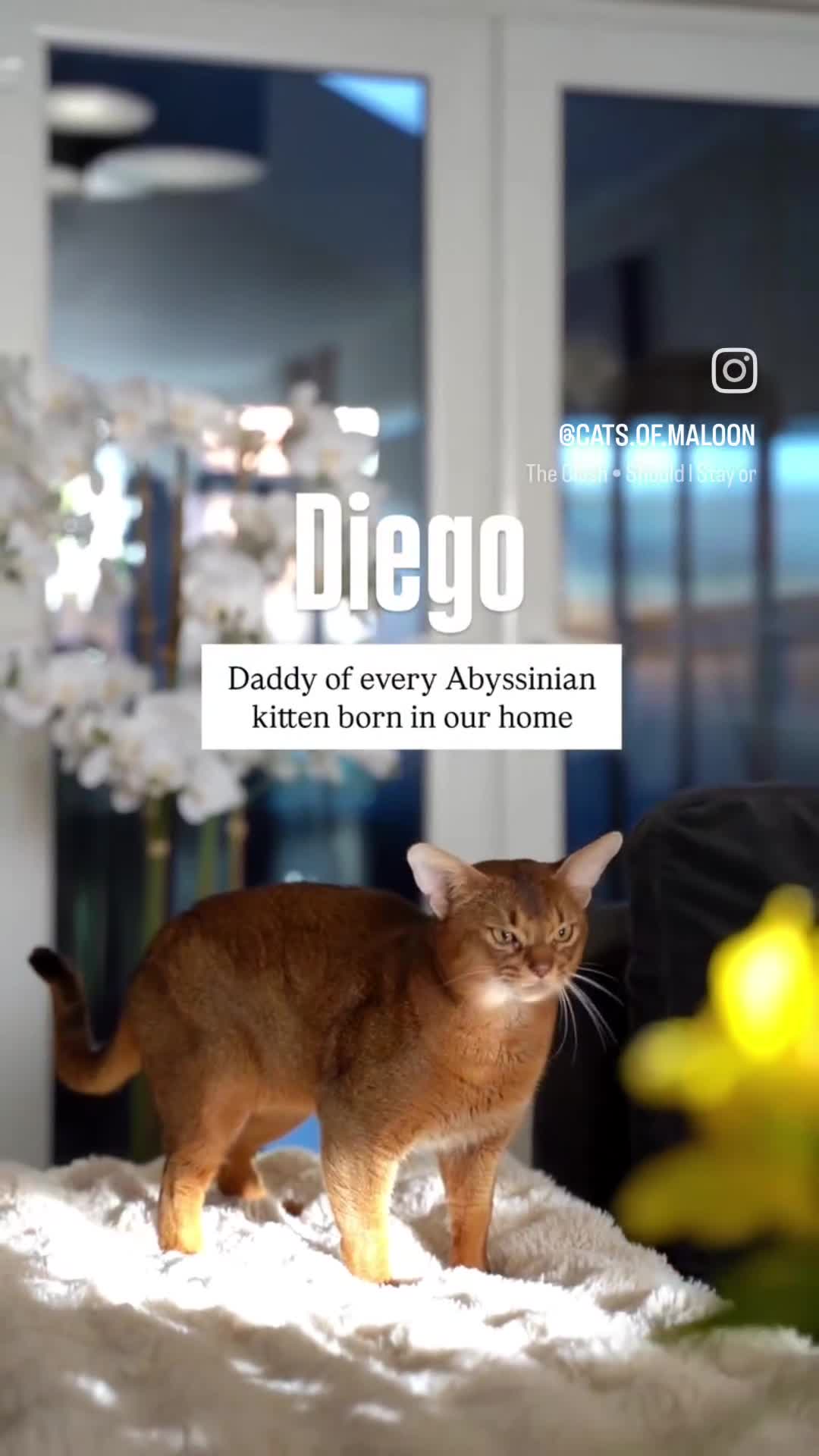 Abyssinian cats for sale: SILVER, Champion Line Abyssinians-Super Friendly  - Video 2