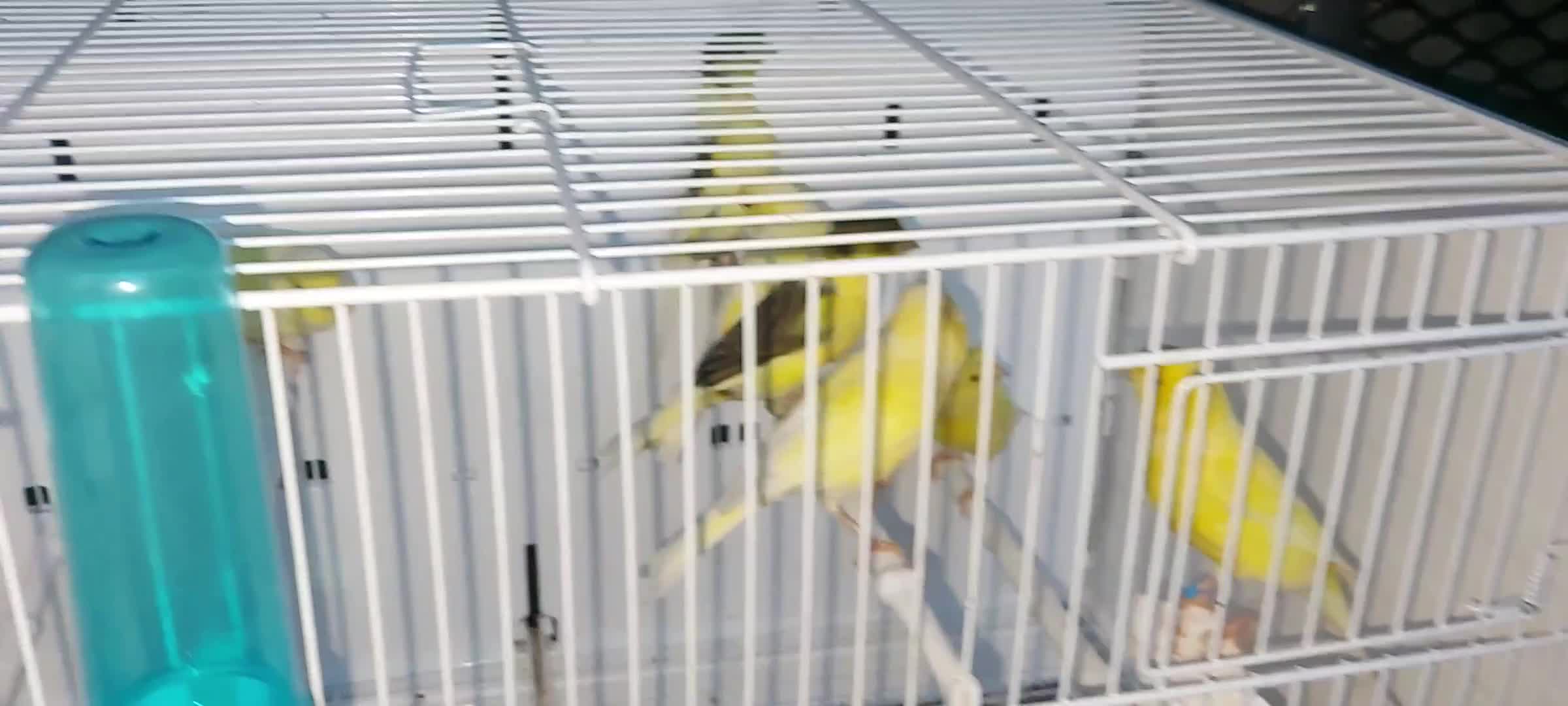 Chickens poultry for sale: Cnarries  - Video 1