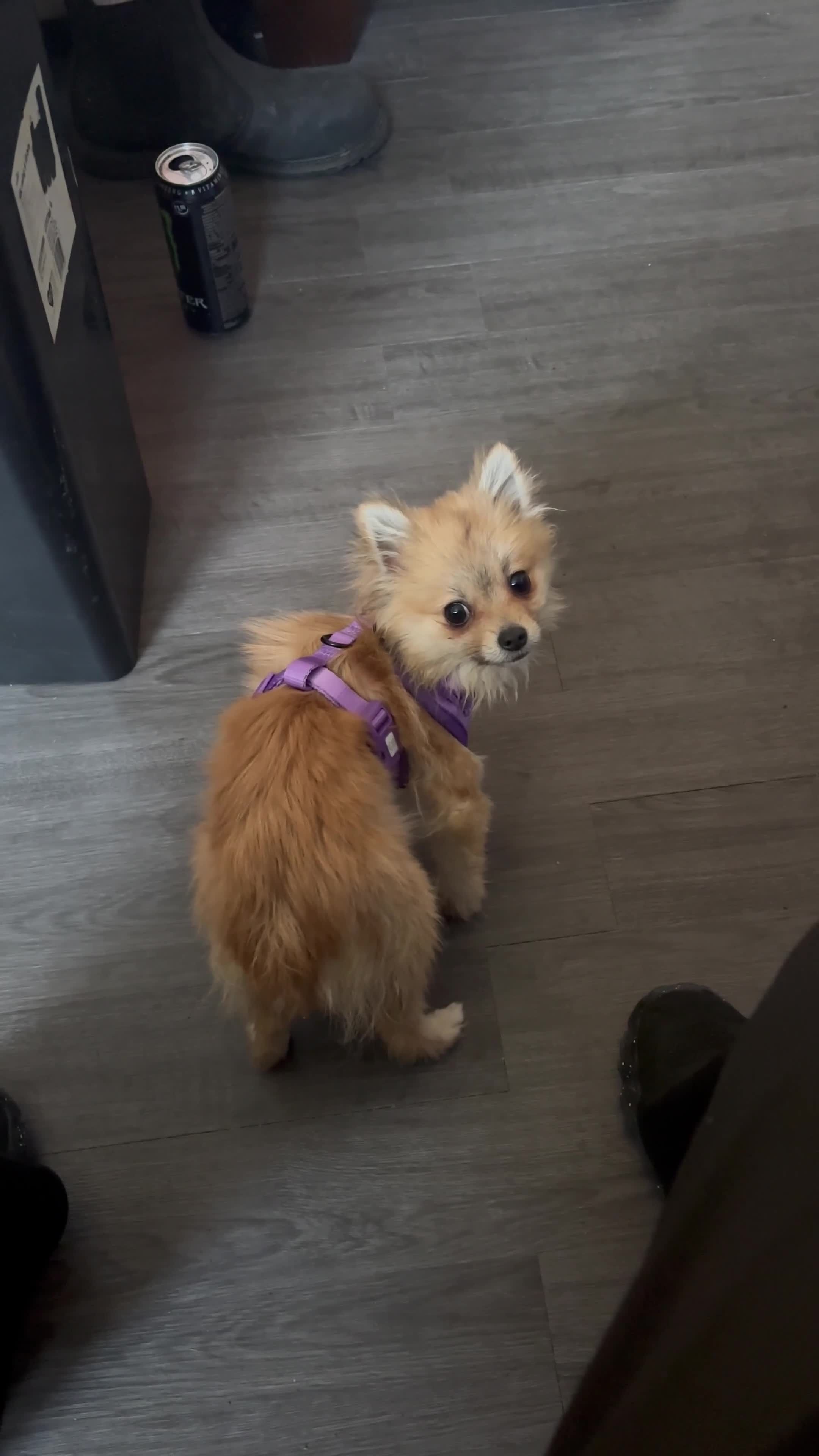 Pomchi dogs for sale: 9 month Pomchi - Video 3