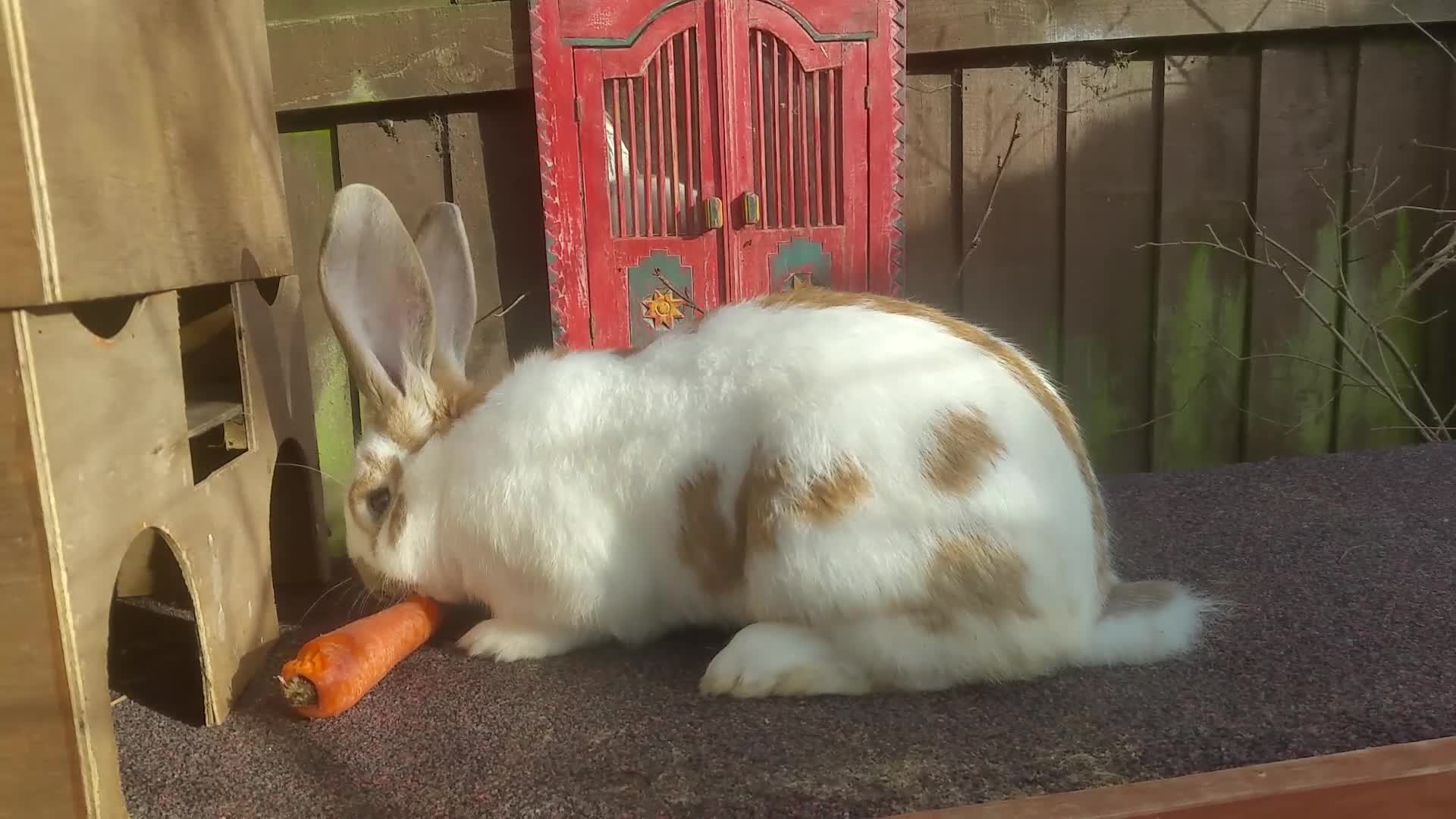 Continental Giant rabbits for sale: Giant Papillon Baby Boys  - Vaccinated - Reserve - Video 2