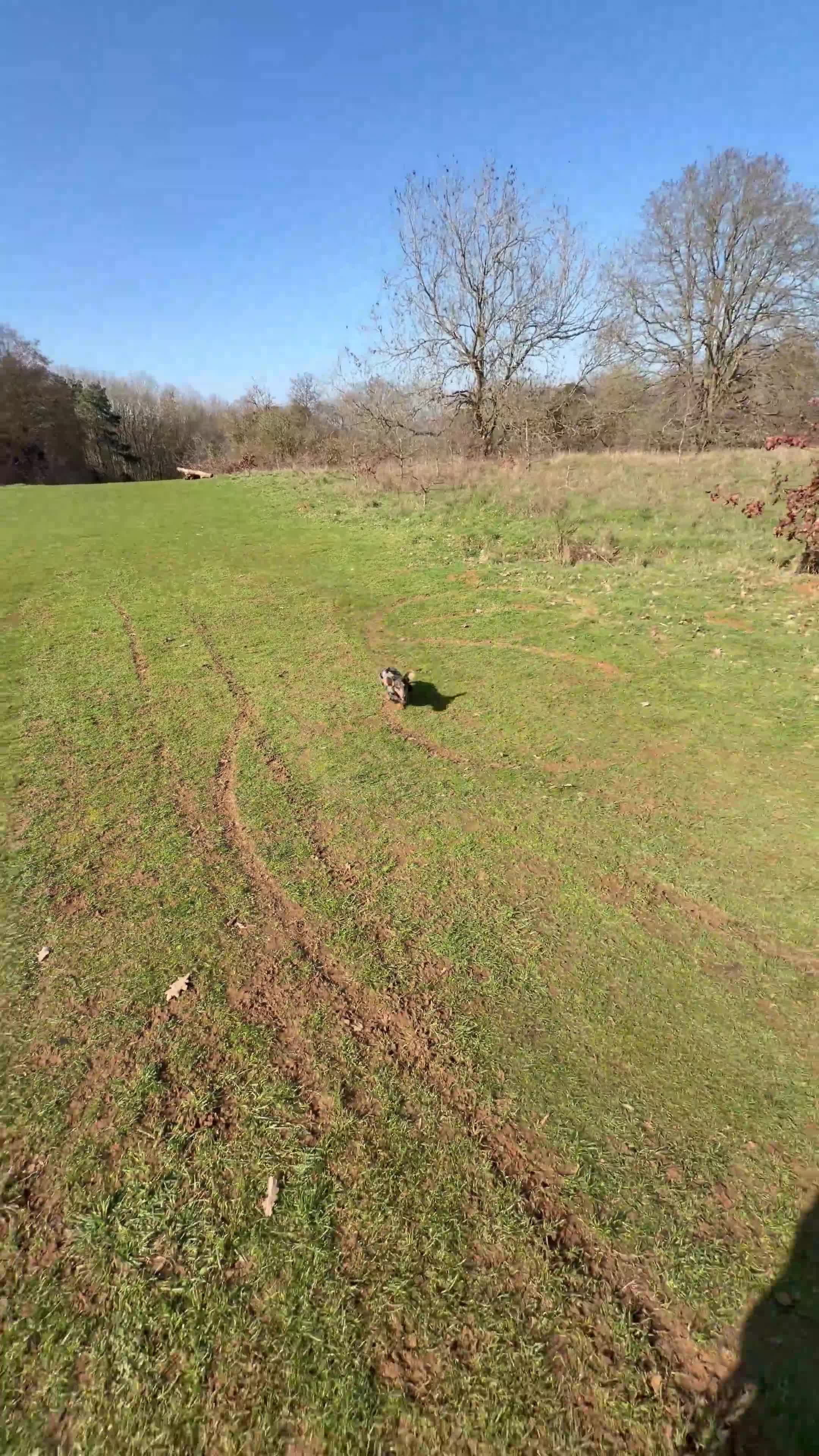 Miniature Dachshund dogs for sale: 🧸Miniature Dachshund Silver Dapple Girl PRA Clear - Video 1