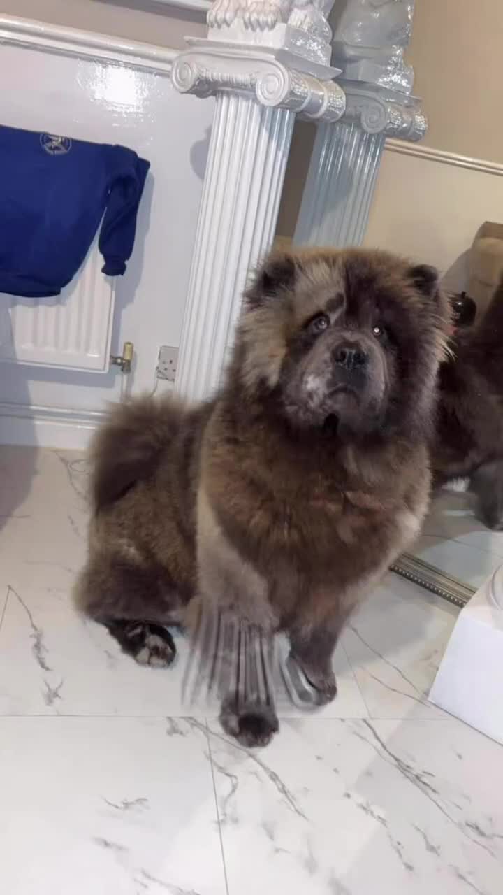 Chow Chow dogs for stud: Chow chow stud  - Video 1
