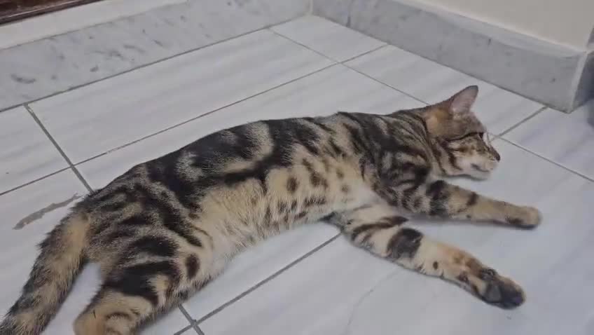 Mixed Breed cats for adoption: JIA-HEALTHY -NEUTERED- VACCINATED- MICROCHIPPED  - Video 1