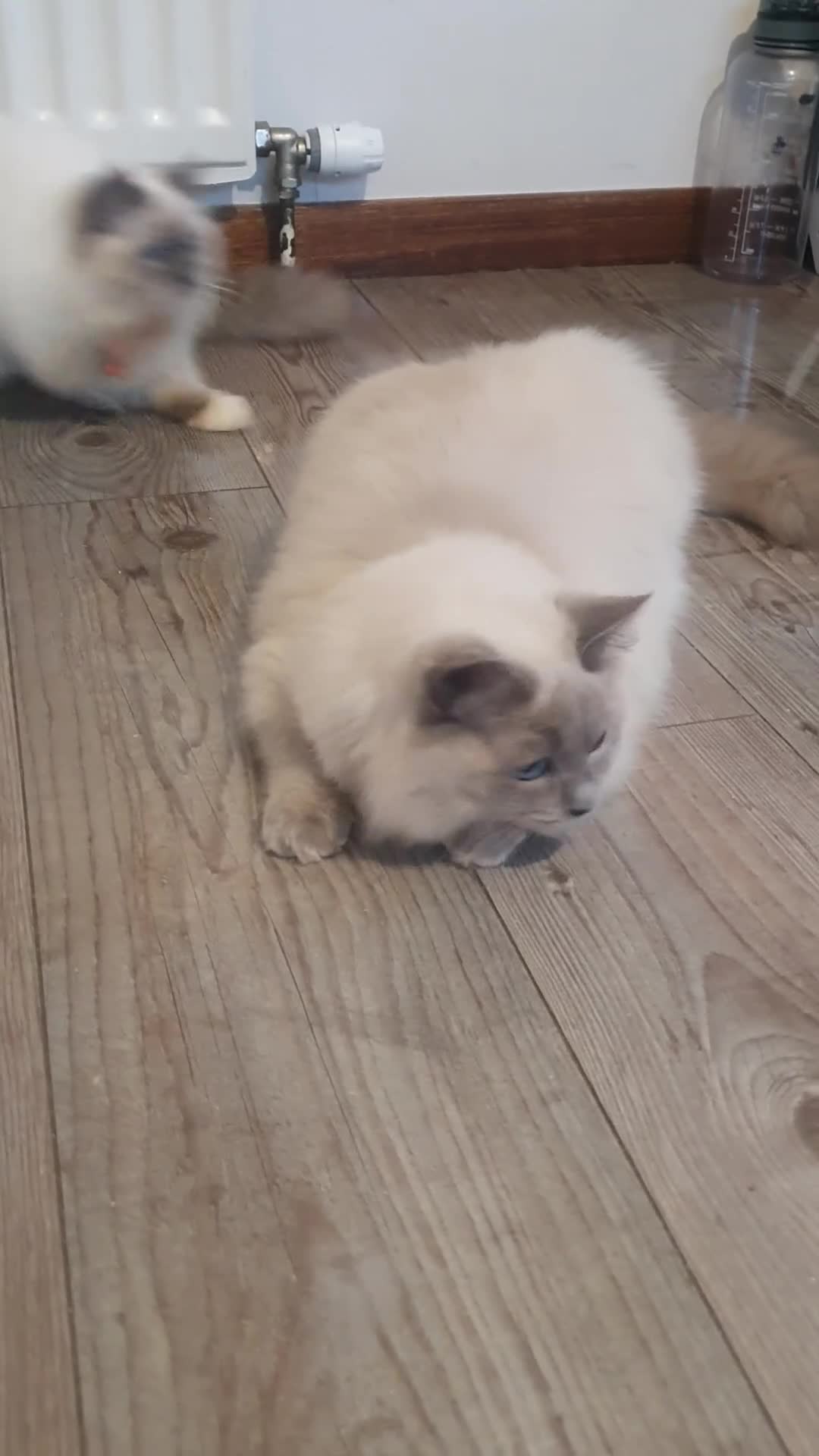 Ragdoll cats for sale: Sweet&Playful ragdolls - Video 1