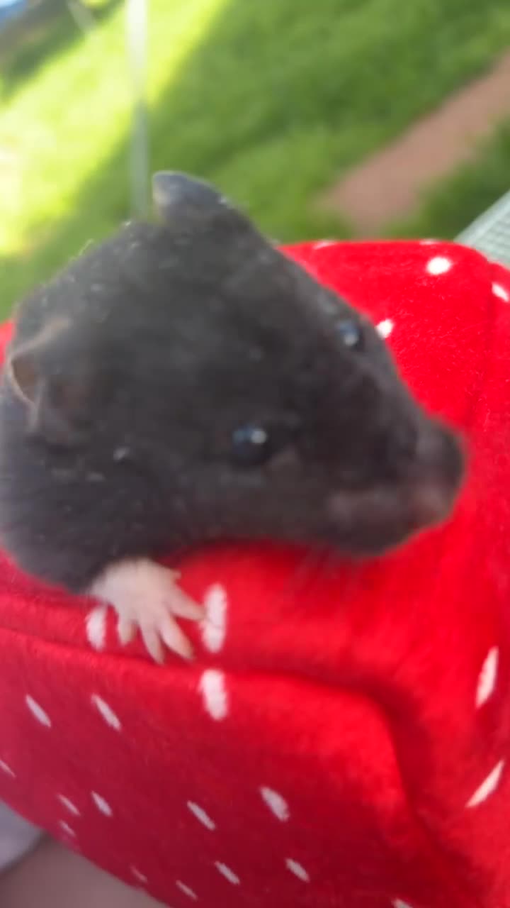 Hamster rodents for sale: female syrian hamster   - Video 1