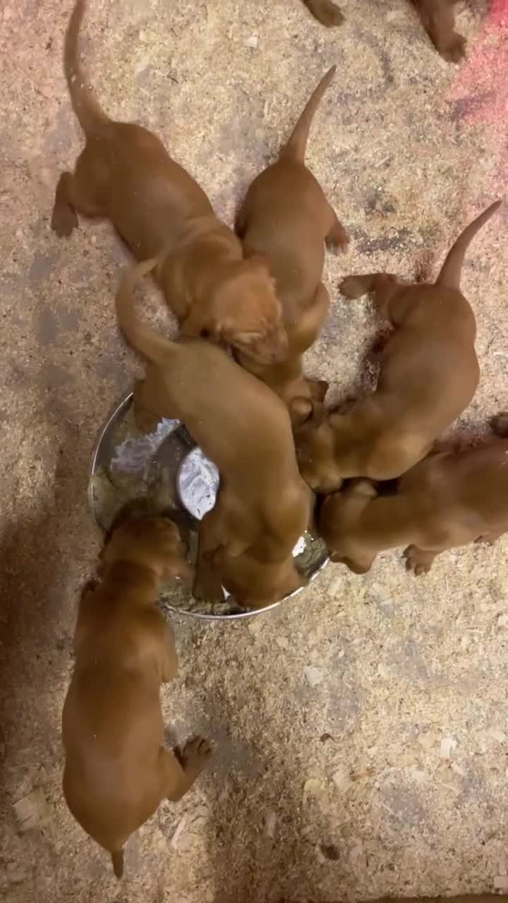 Hungarian Vizsla dogs for sale: KC Reg HV Pups, COI 1.3% ,Hip Scored For Sale - Video 1