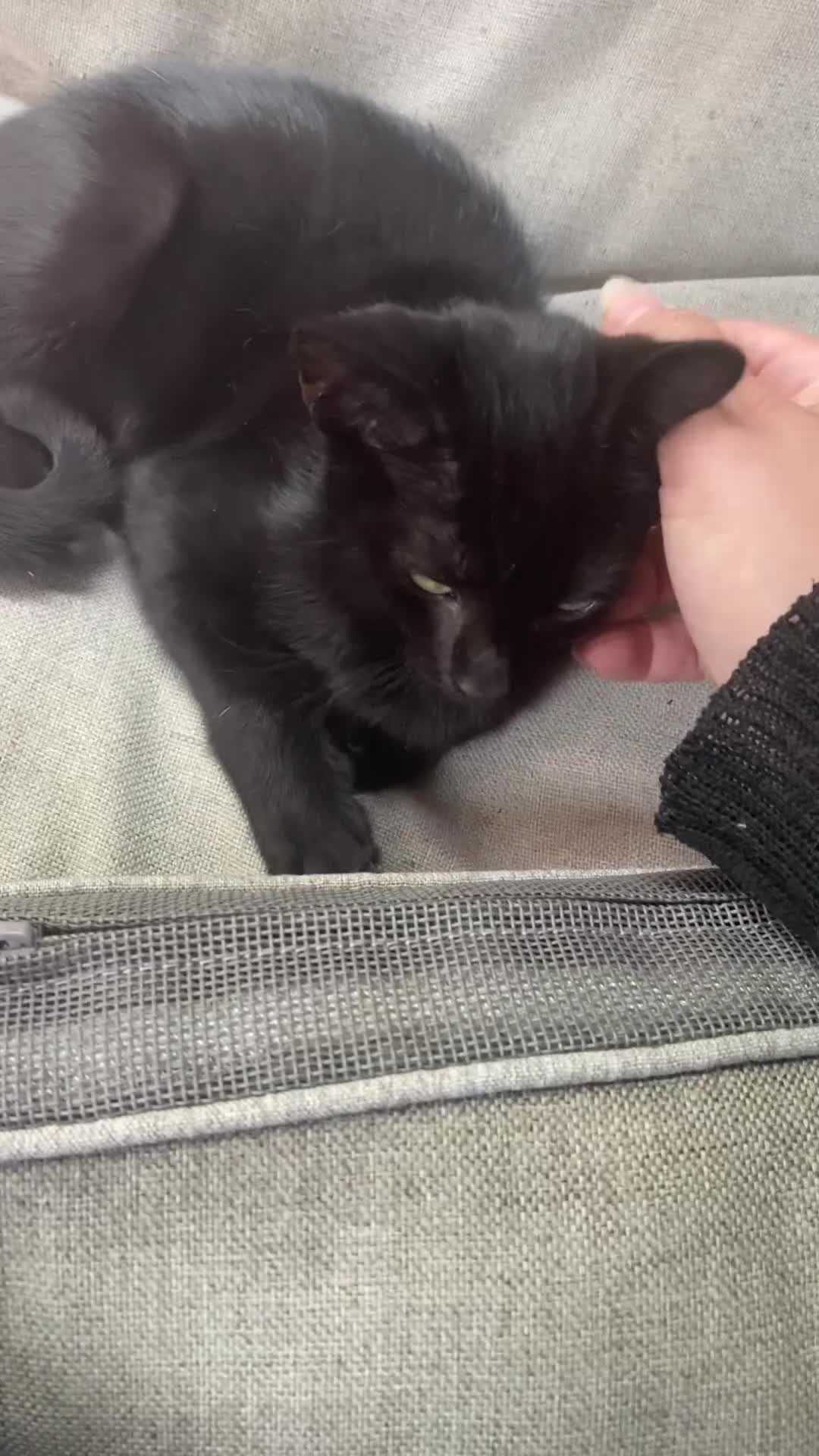 Mixed Breed cats for sale: Mixed breed kittens - Video 2