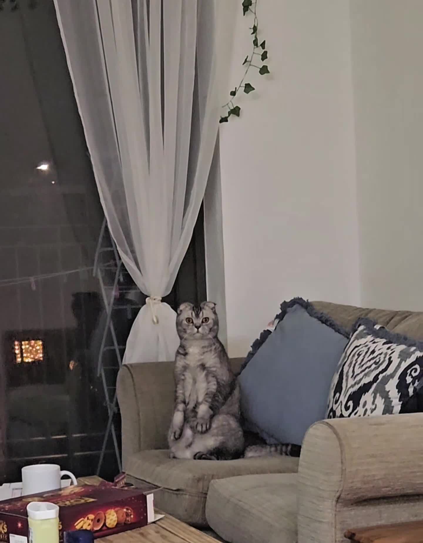 Scottish Fold cats for sale: Beautiful Scottish Fold Boy for Rehoming in Dagenham - Video 1