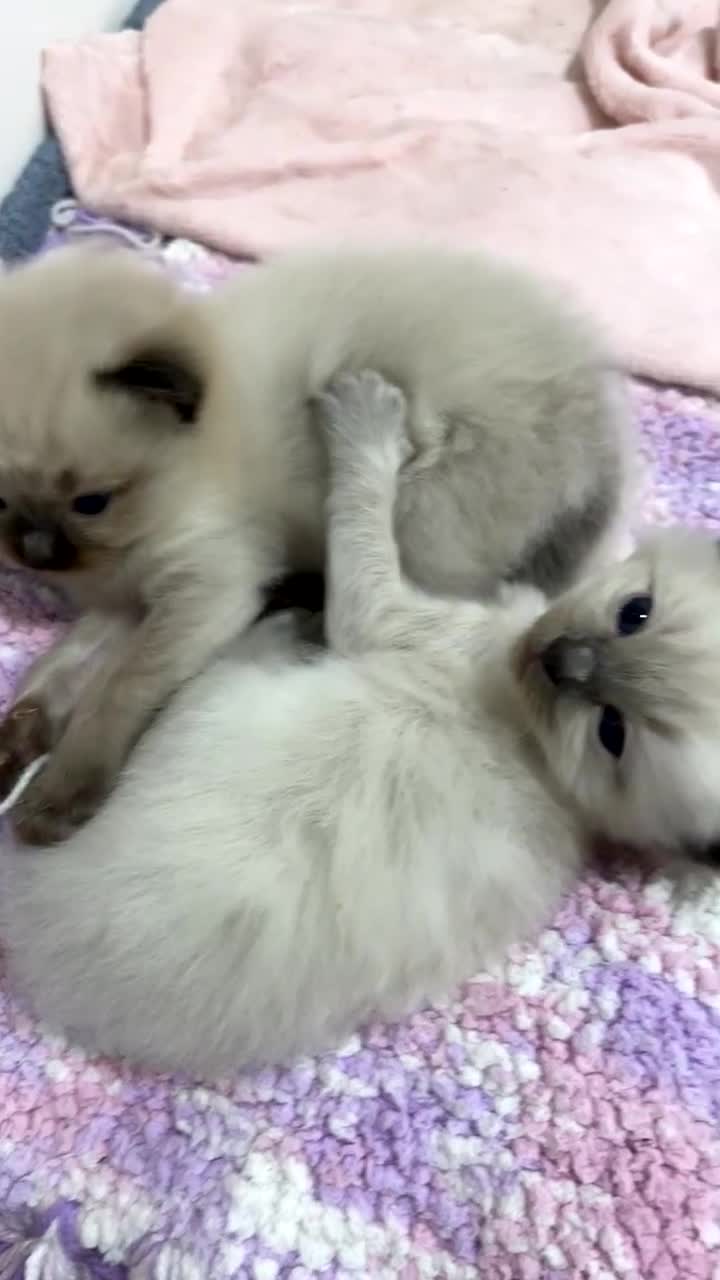 Ragdoll cats for sale: Beautiful GCCF Fluffy Ragdoll Kittens - Video 4