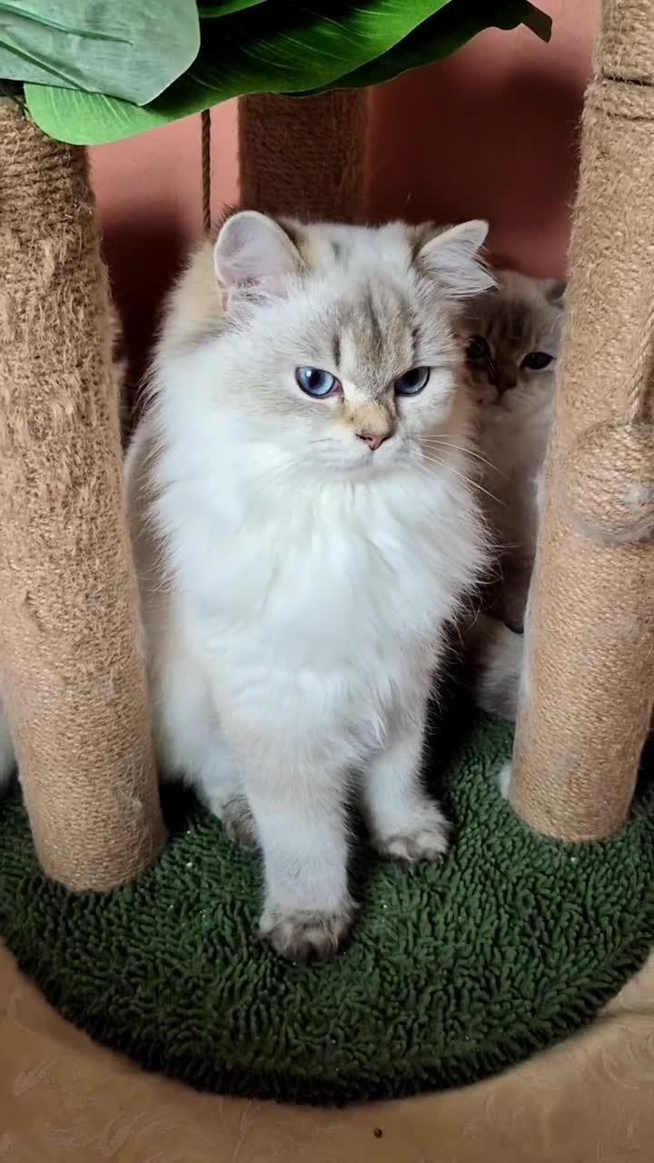 British Shorthair cats for sale: Exceptional BSH& BLH blue golden shaded Ny11 💖 - Video 2