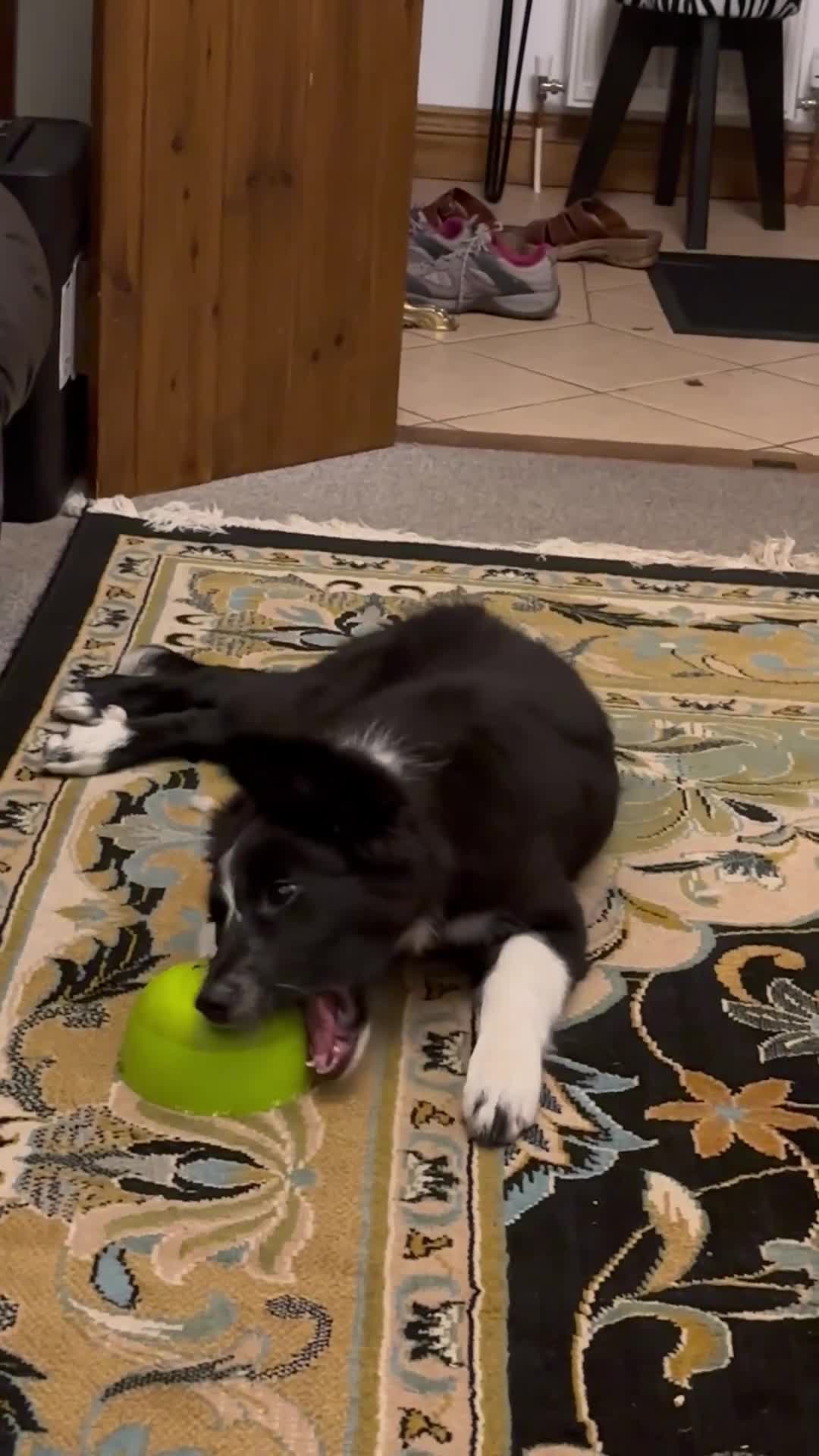 Border Collie dogs for sale: Maeve Border collie puppy  - Video 1