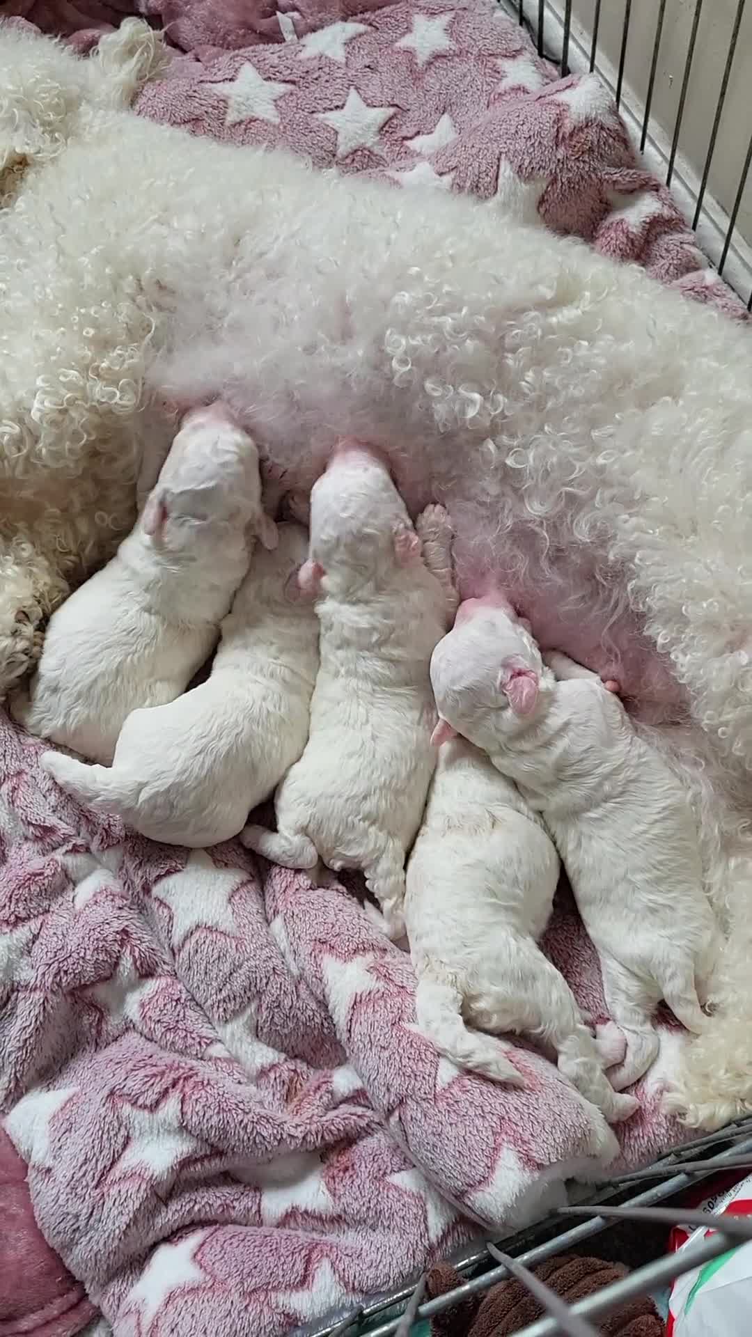 Poochon dogs for sale: Poochon puppy  - Video 1