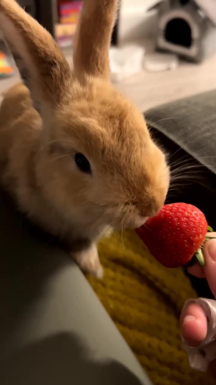 Mini Lop rabbits for sale: 7 and 1/2 month old male mini lop  - Video 1