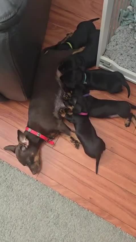 Dachshund dogs for sale: READY TO LEAVE 1 Dachsund Puppy (1 Girl) - Video 3
