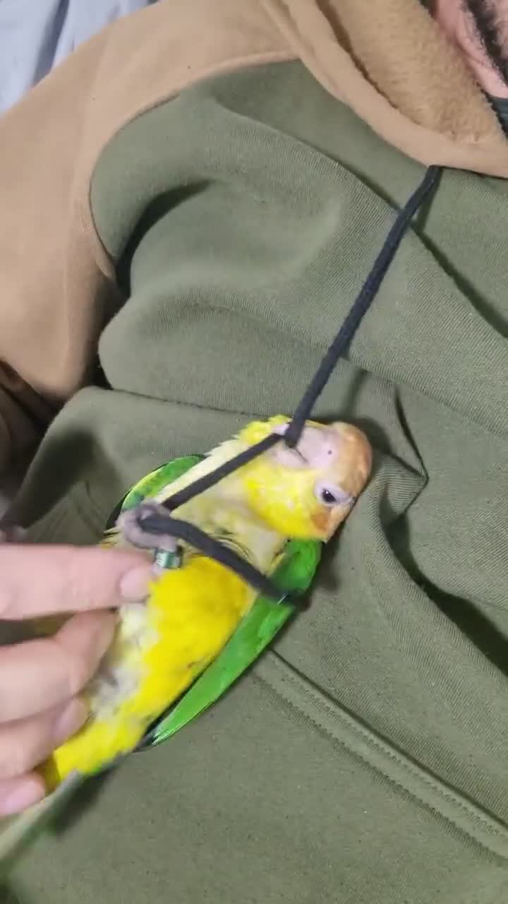 Parrots birds for sale: Caique parrot - Video 2