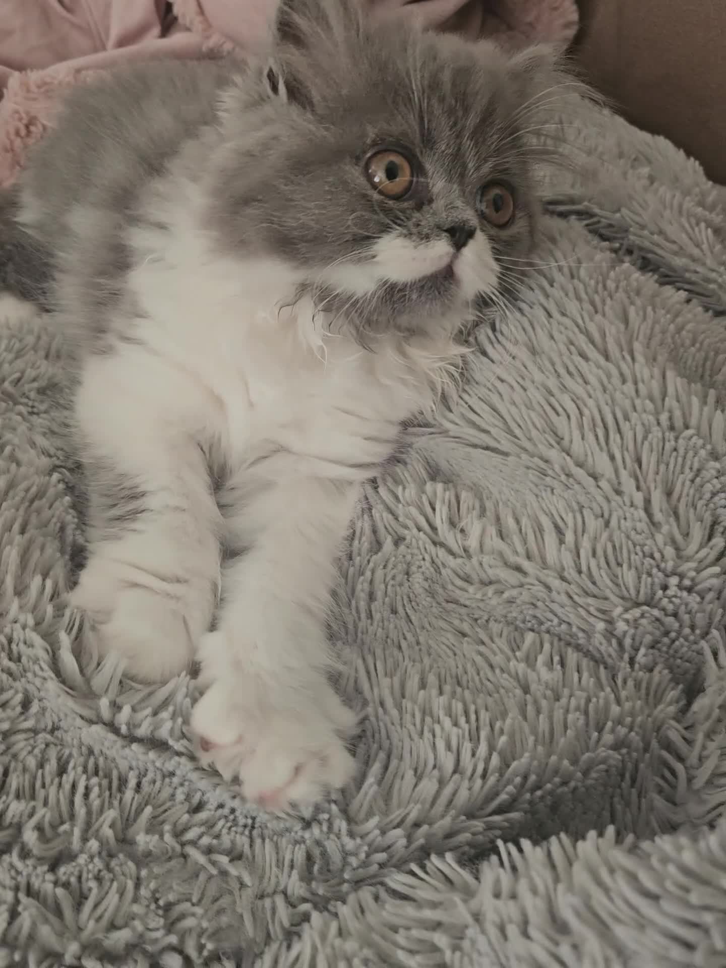 Persian cats for sale: Stuning Persian Girls - Video 3