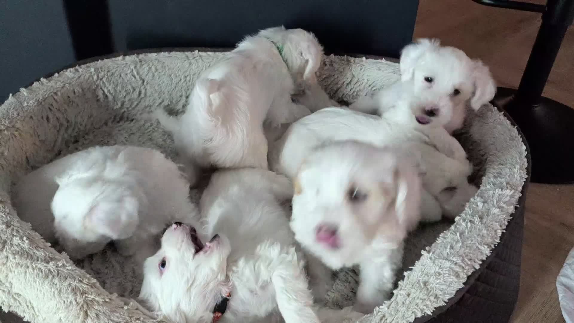 Tibetan Terrier dogs for sale: Tibetan Terrier Pups – Ready Now (Price Reduced) - Video 2