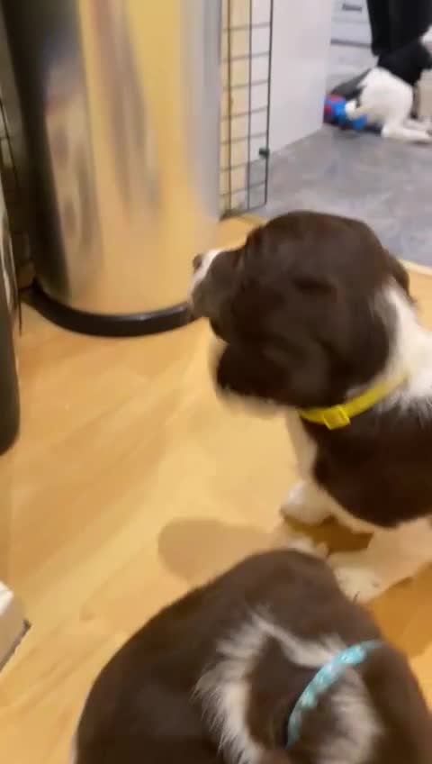 English Springer Spaniel dogs for stud: Tri colour English springer spaniel stud  in Horsham - Video 1