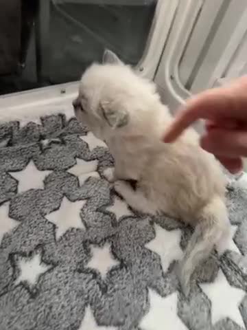 Ragdoll cats for sale: XL Long hair Ragdoll kittens. Used to dogs.  - Video 1