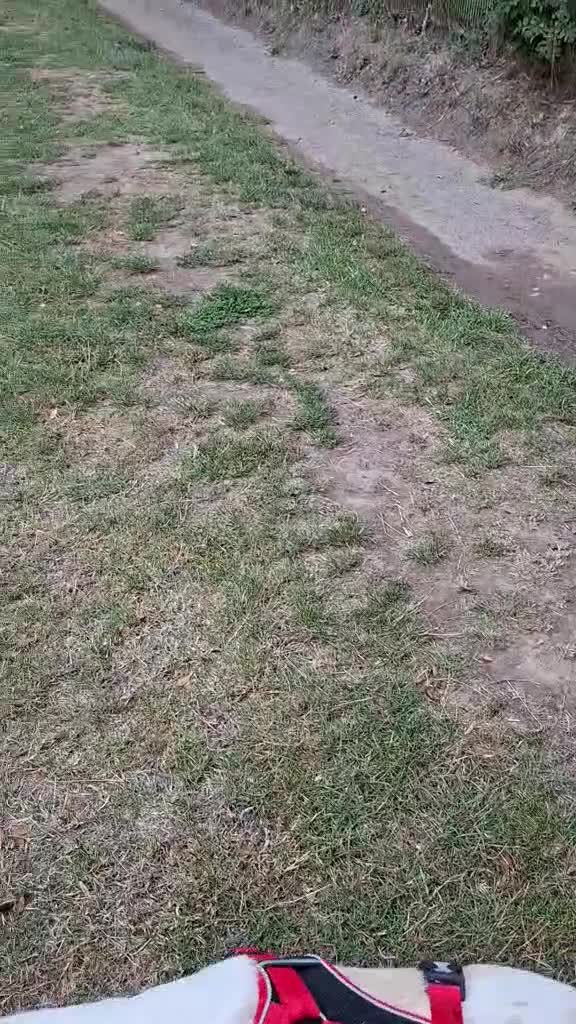 Labrador Retriever dogs for adoption: STORM !  - Video 2