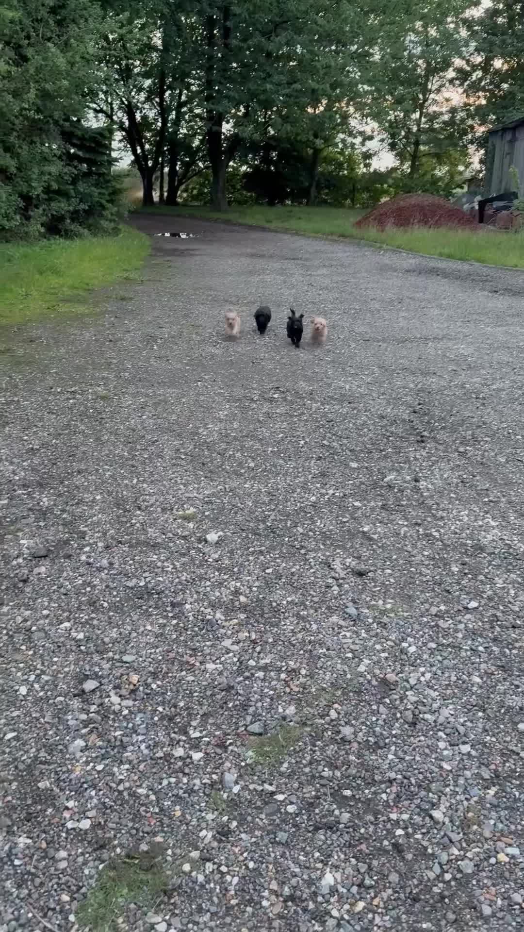 Yorkiepoo dogs for sale: Yorkiepoo pups - Video 1