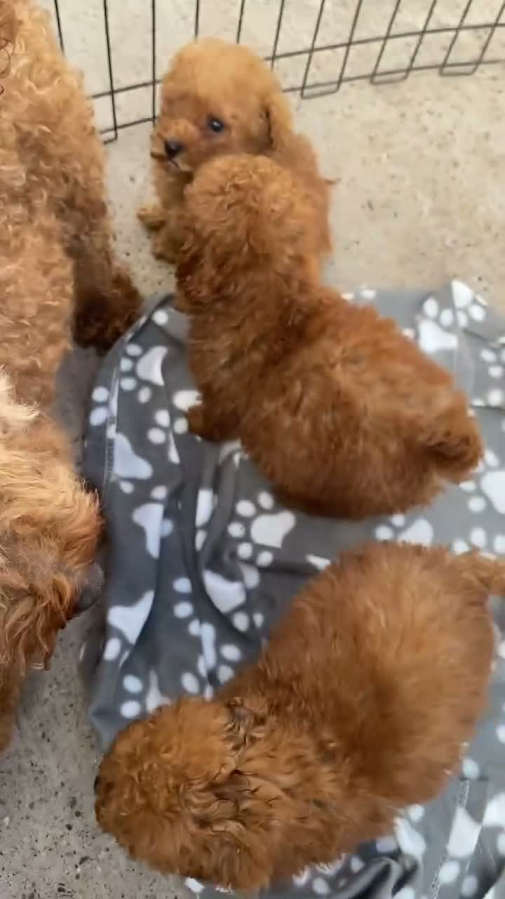 Toy Poodle dogs for sale: Toy poodle puppy for sale  - Video 1