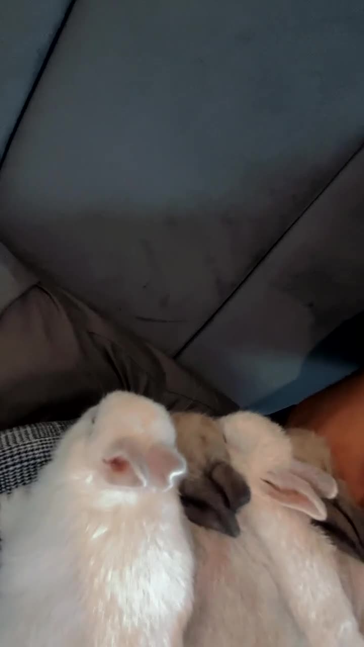 Netherland Dwarf rabbits for sale: Bunnies looking for forever home  - Video 2