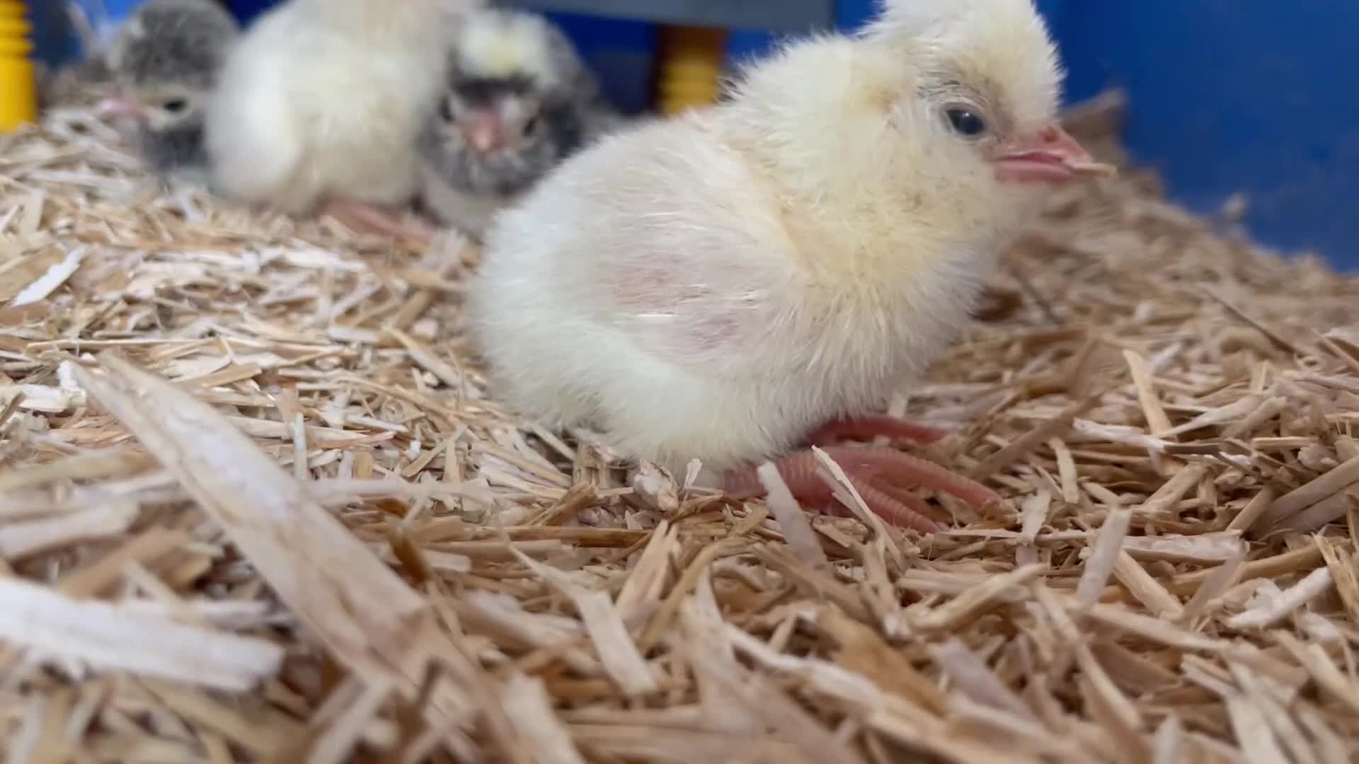 Chickens poultry for sale: Fertile polish / Poland chicken eggs - Video 2