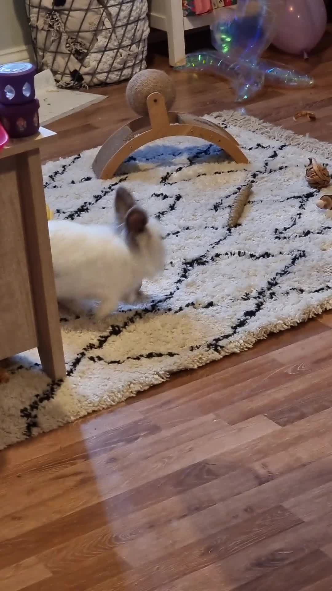 Mixed Breed rabbits for sale: Beautiful Lionhead x dwarf rabbit in Colchester - Video 1