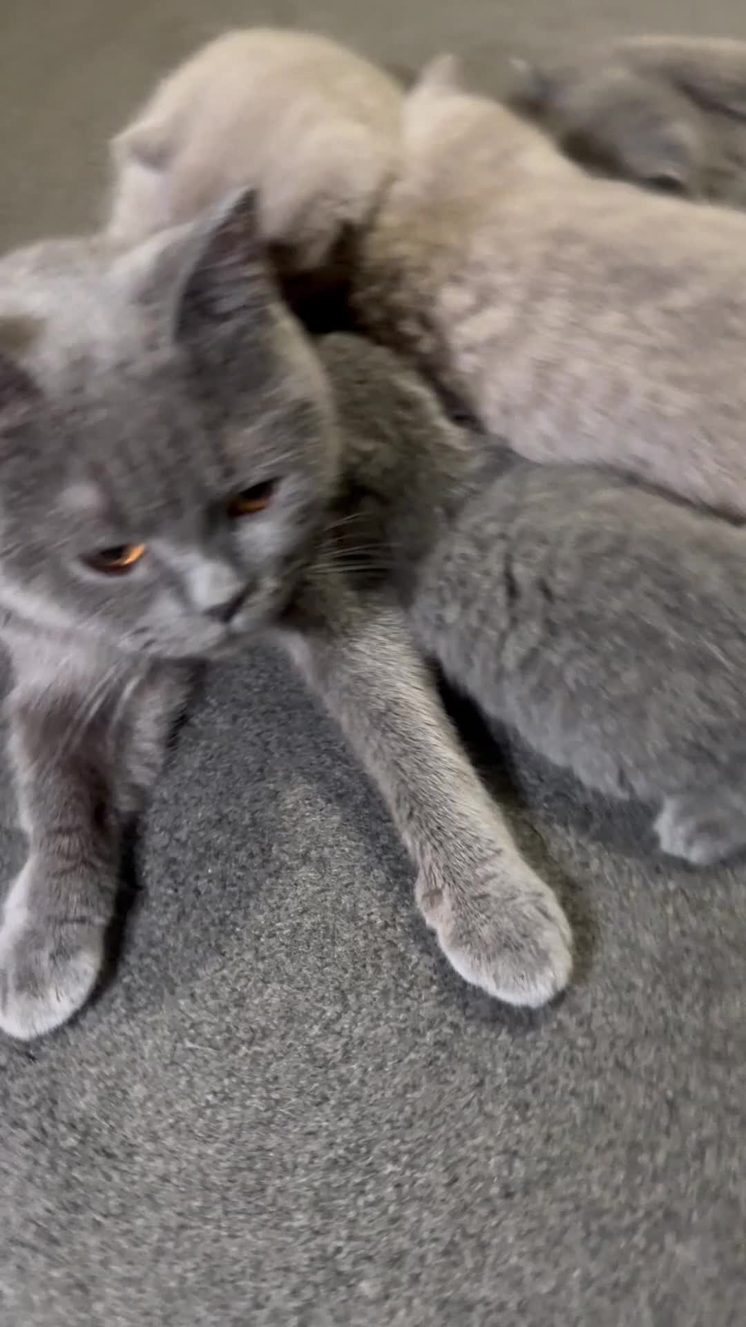 British Shorthair cats for sale: British shorthair lilac and blue - Video 2