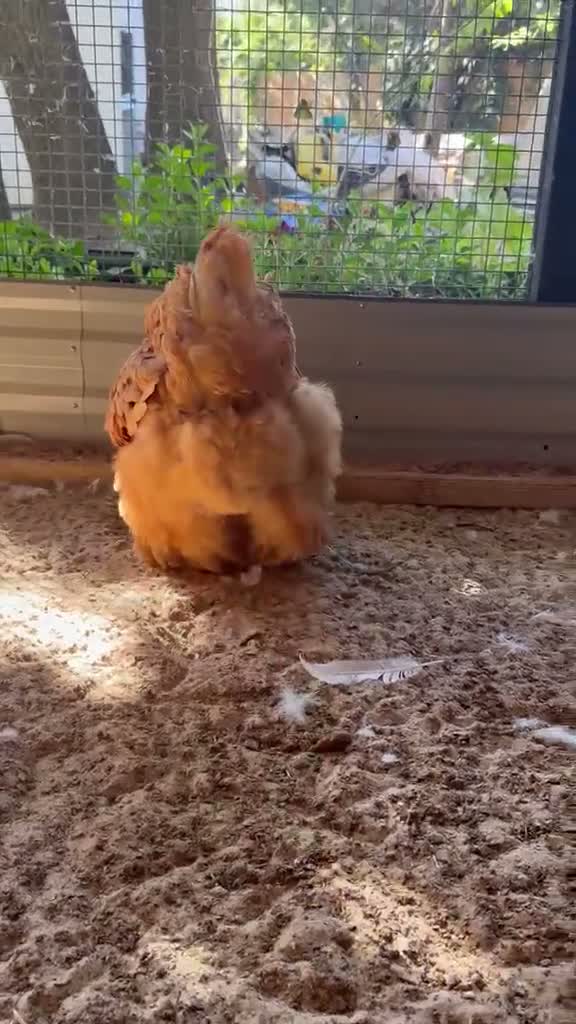 Chickens poultry for sale: Cochins ,Silkies ,polish bantam  ,faverolle - Video 1