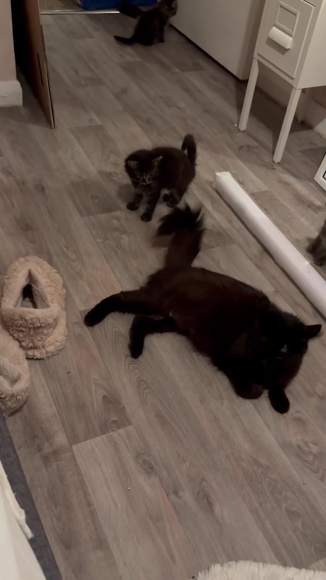 Norwegian Forest Cat cats for sale: Chunky Tabby kittens ready for their new homes  - Video 4