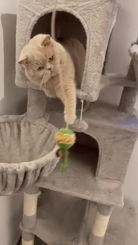 British Shorthair cats for stud: Fawn Male available for stud duties - Video 2