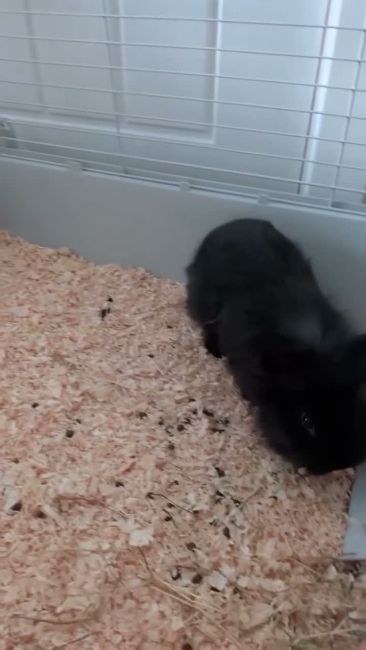 Lionhead rabbits for sale: 9 week old Lionheads  - Video 1