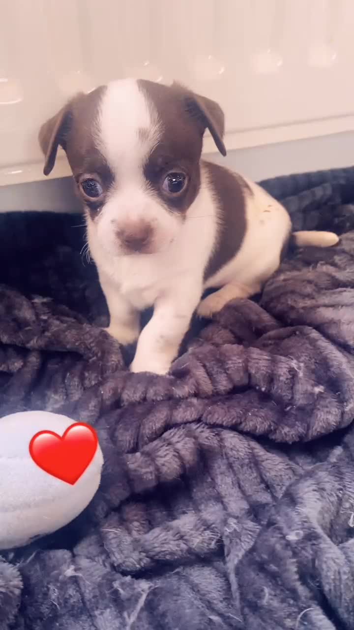 Chihuahua dogs for sale: Chihuahua - Full breed puppies - Video 1
