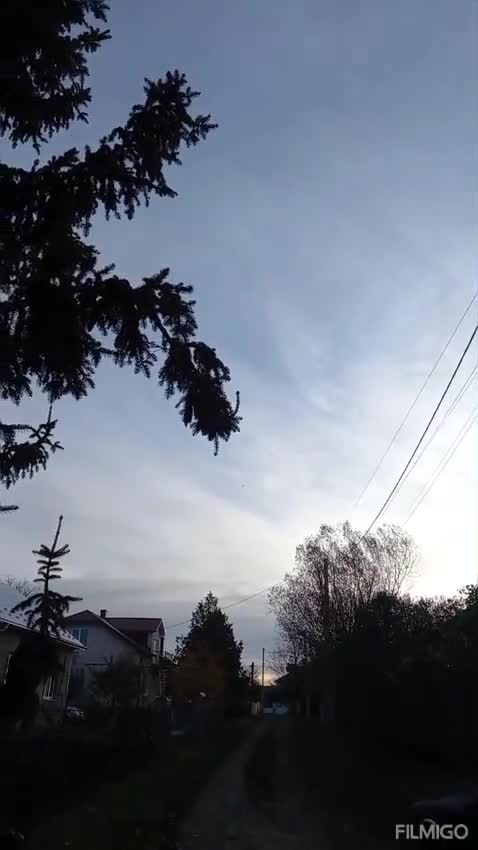 Mixed Breed dogs for adoption: 💙BENNY💙 – Dreams of His First Birthday at Home - Video 4