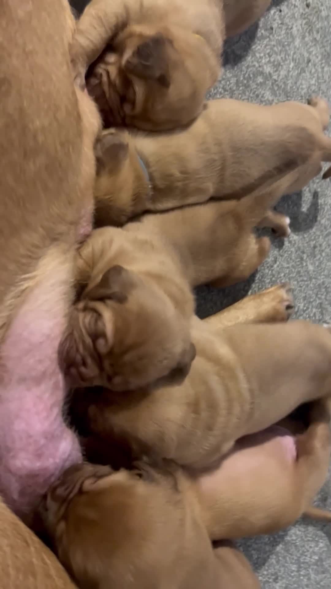 Dogue De Bordeaux dogs for sale: Stunning chunky dogue de Bordeaux puppy’s  - Video 1