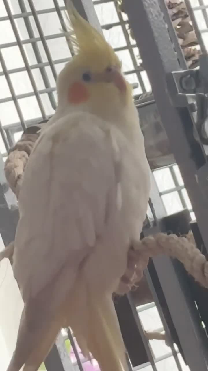Cockatiels birds for sale: Cockatiel needs new home PLEASE message me before. - Video 2