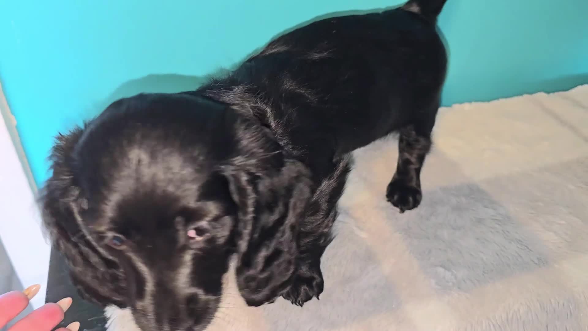 Miniature Dachshund dogs for sale: REDUCED✨️ RTG NOW✨️SOLID COLOURS✨️ MINI DACHSHUNDS - Video 2