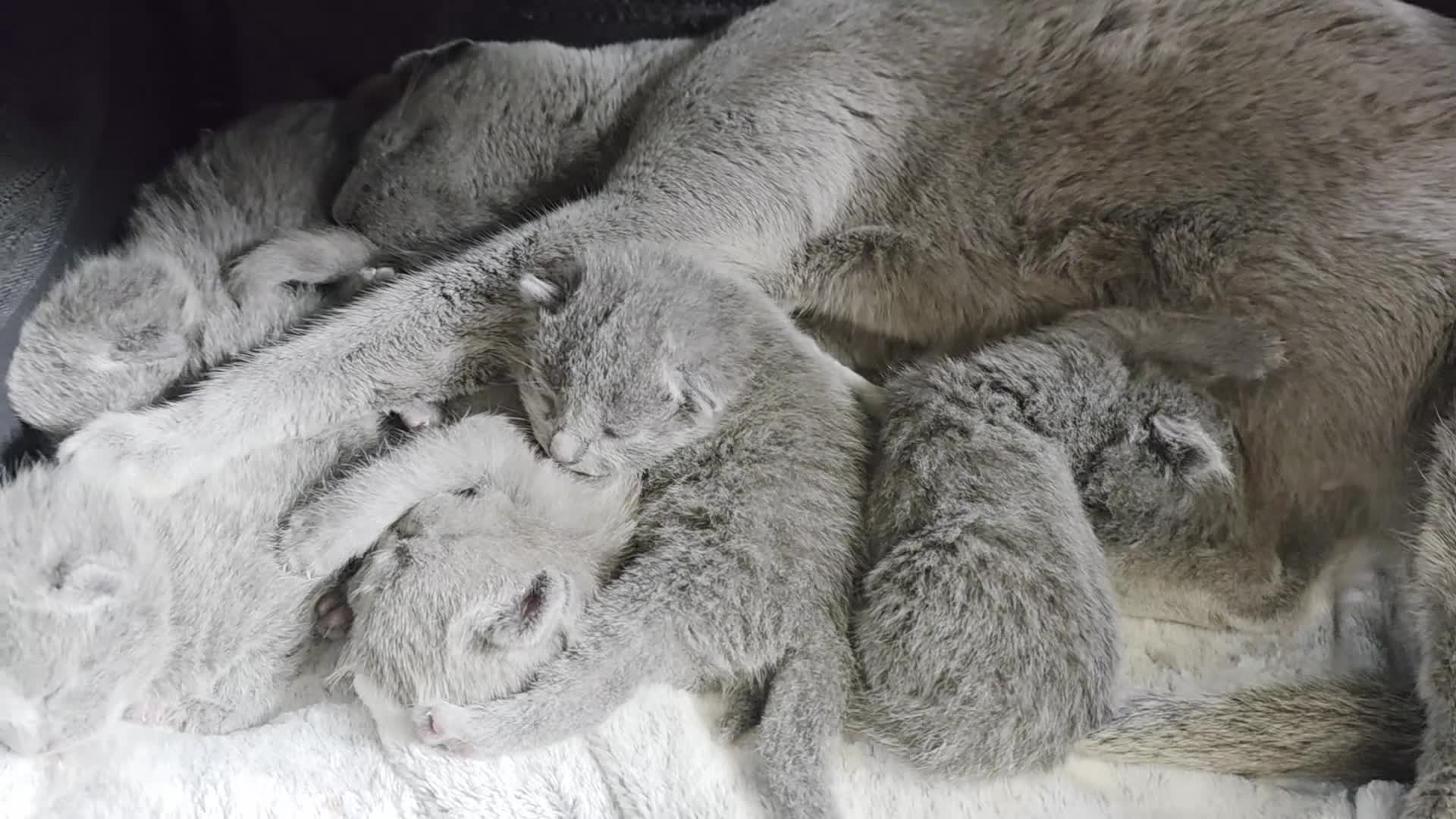 Russian Blue cats for sale: Ready Now TICA full pedigree RUSSIAN BLUE kittens  - Video 2