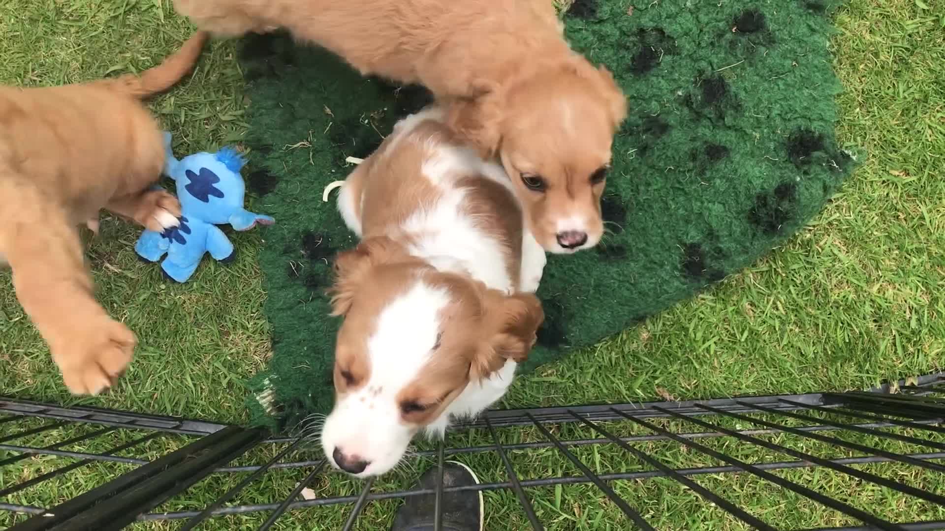 Mixed Breed dogs for sale: Comfort Retriever 5* breeder  in Whitchurch - Video 1