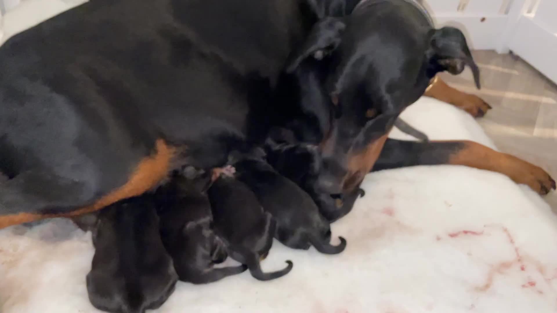 Dobermann dogs for sale: KC REG Fully health tested parents - Video 2