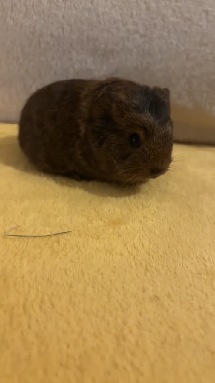 Guinea Pig rodents for sale: Female Californian x Swiss baby guinea pigs - Video 1